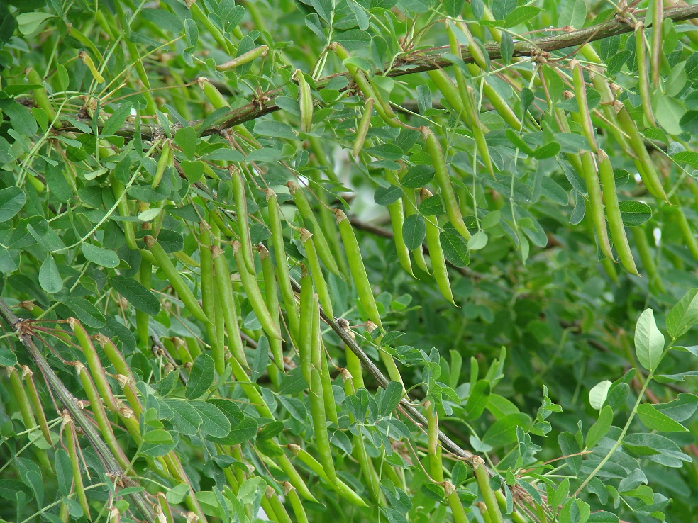 Изображение особи Caragana arborescens.