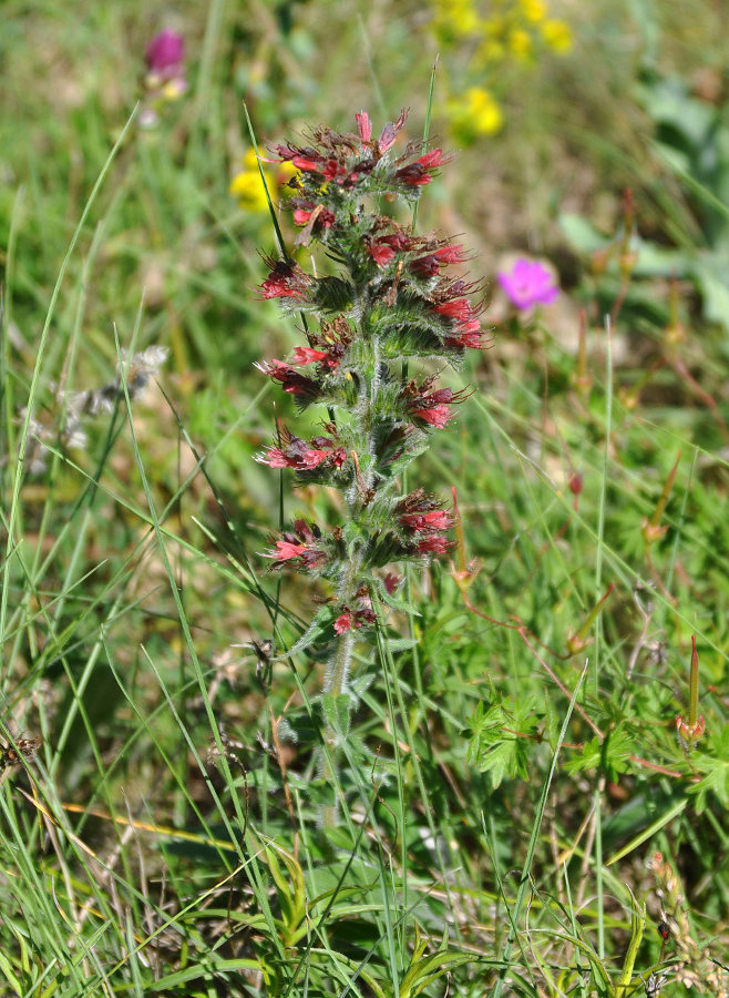 Изображение особи Echium popovii.