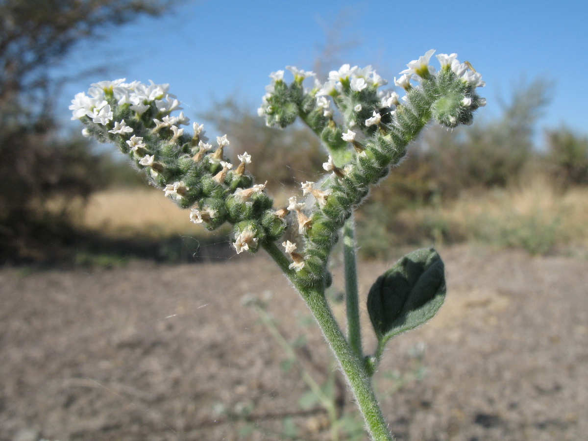 Image of Heliotropium ellipticum specimen.