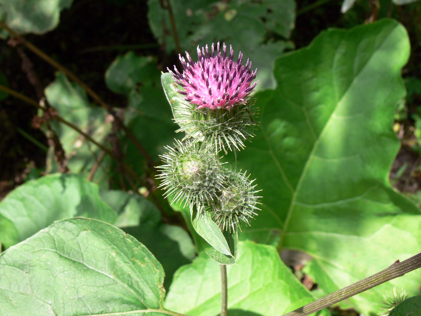 Image of Arctium tomentosum specimen.