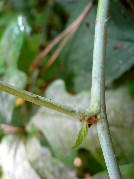 Изображение особи Rubus caesius.