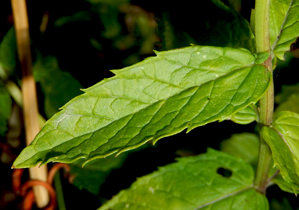 Image of Mentha spicata specimen.