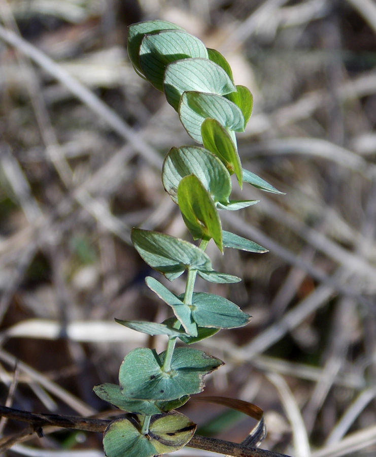 Image of Lathyrus aphaca specimen.