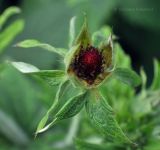 Potentilla thurberi