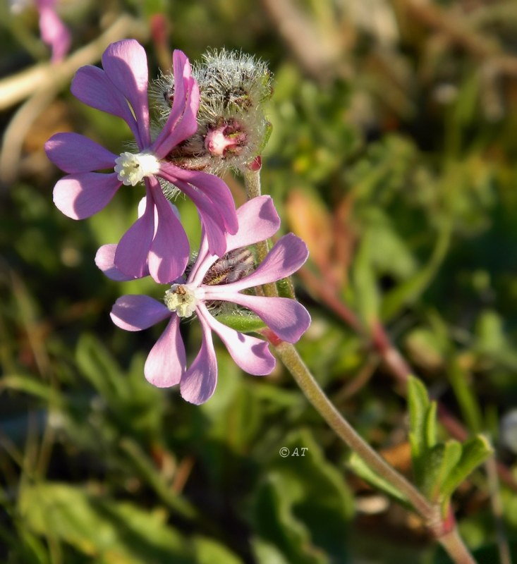 Изображение особи Silene scabriflora.