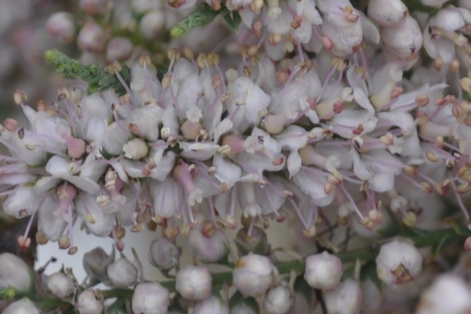 Image of Tamarix hampeana specimen.