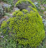 Euphorbia acanthothamnos