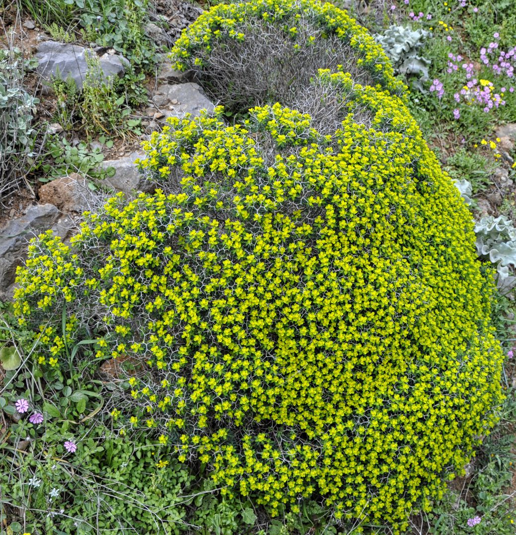 Изображение особи Euphorbia acanthothamnos.