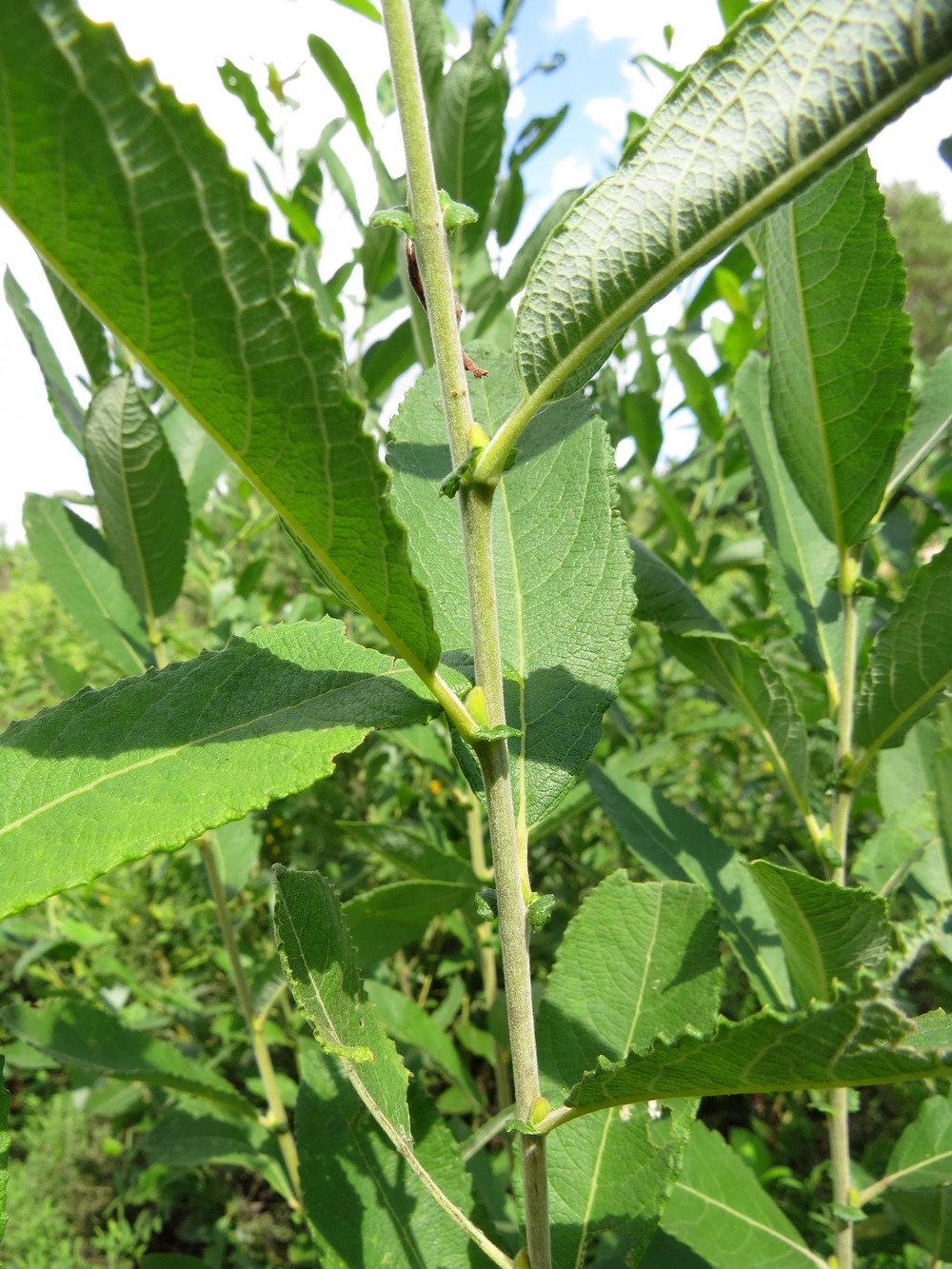 Изображение особи Salix cinerea.