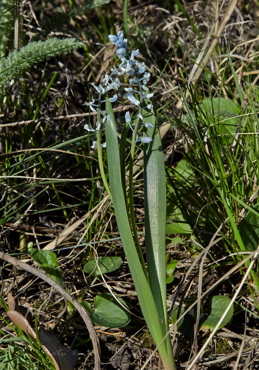 Image of Hyacinthella leucophaea specimen.