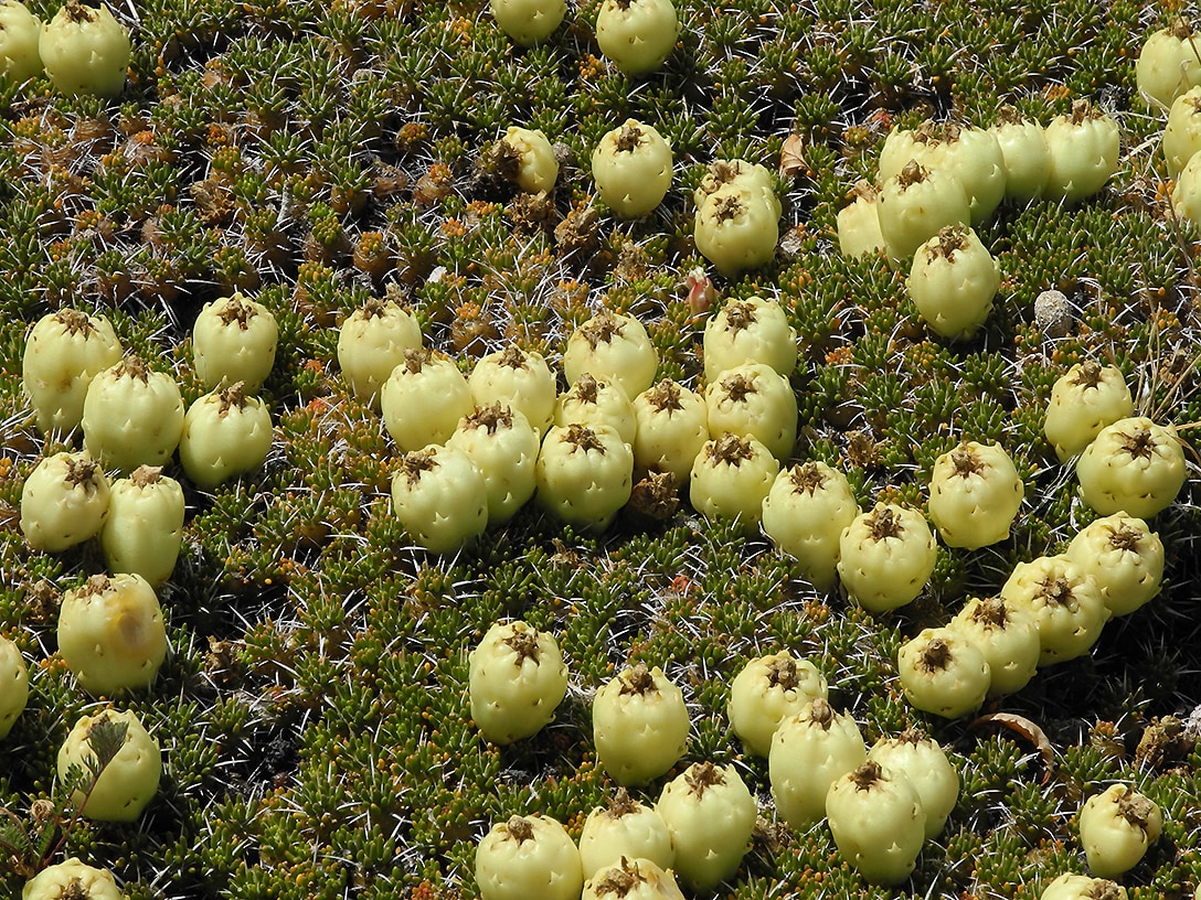 Image of Maihuenia poeppigii specimen.