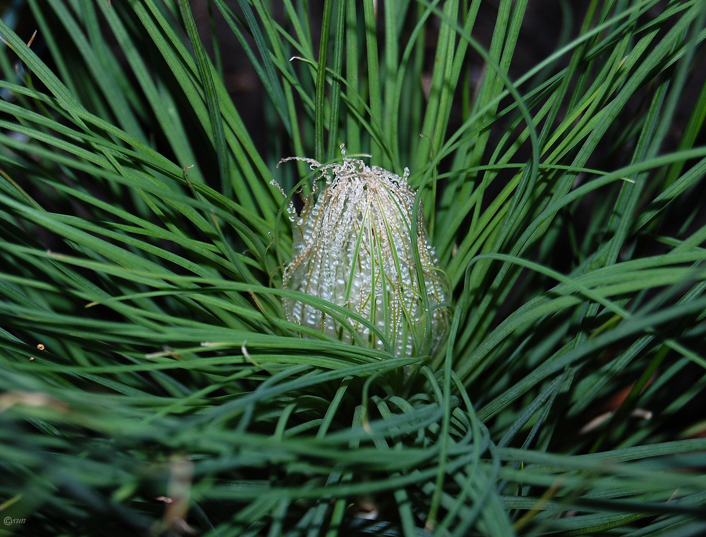 Image of Asphodeline taurica specimen.