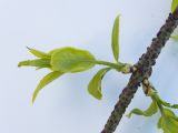 Euonymus verrucosus