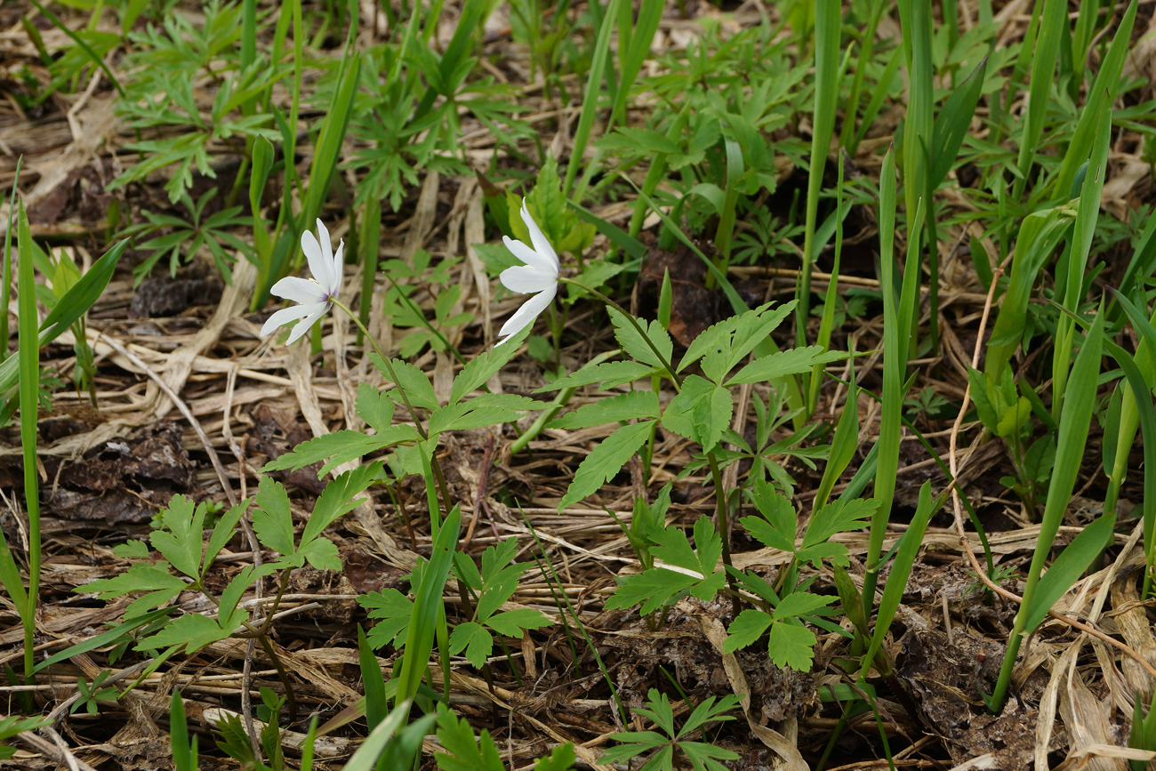 Image of Anemone altaica specimen.