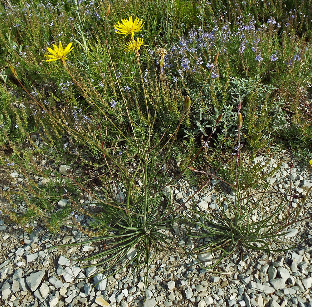 Изображение особи Scorzonera stricta.