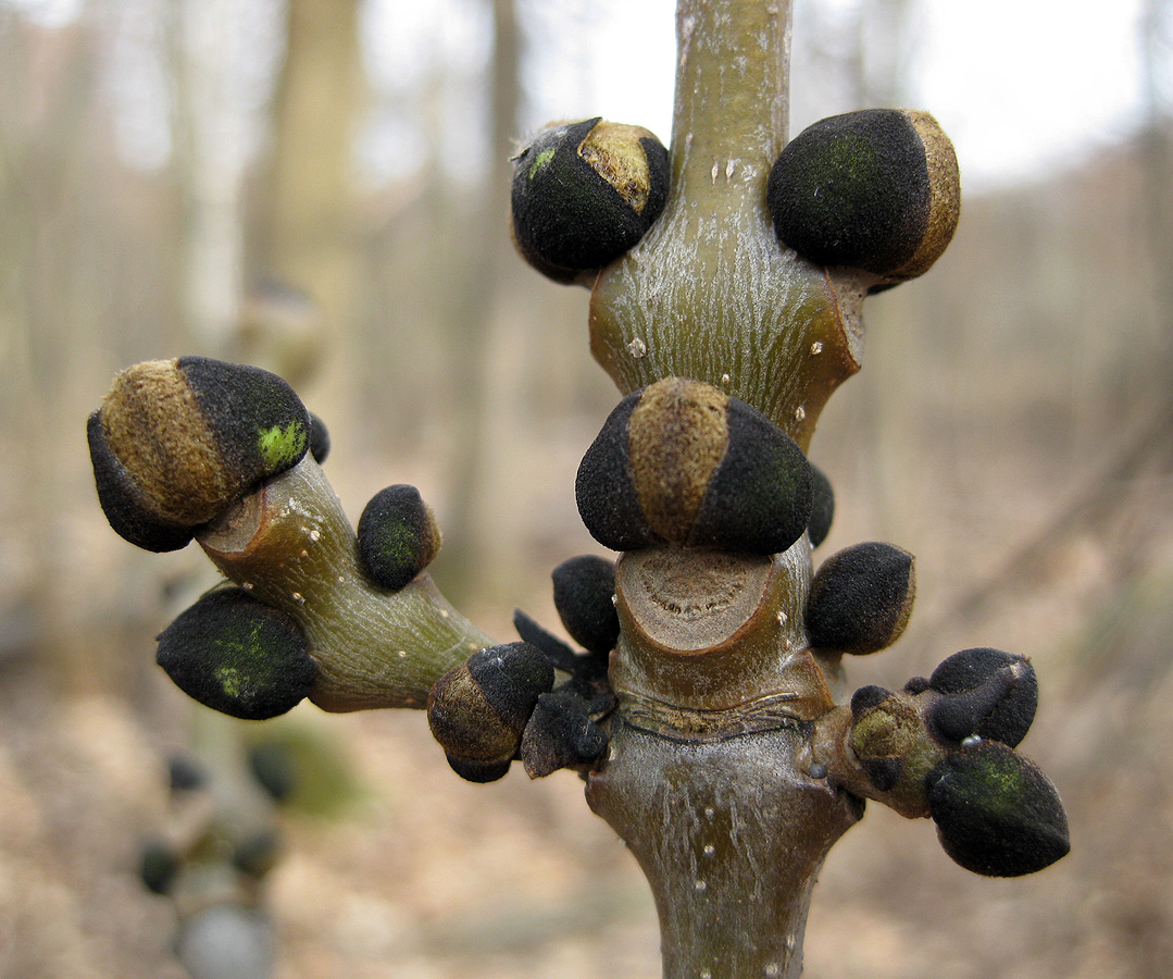 Изображение особи Fraxinus excelsior.