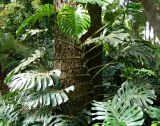 Monstera deliciosa