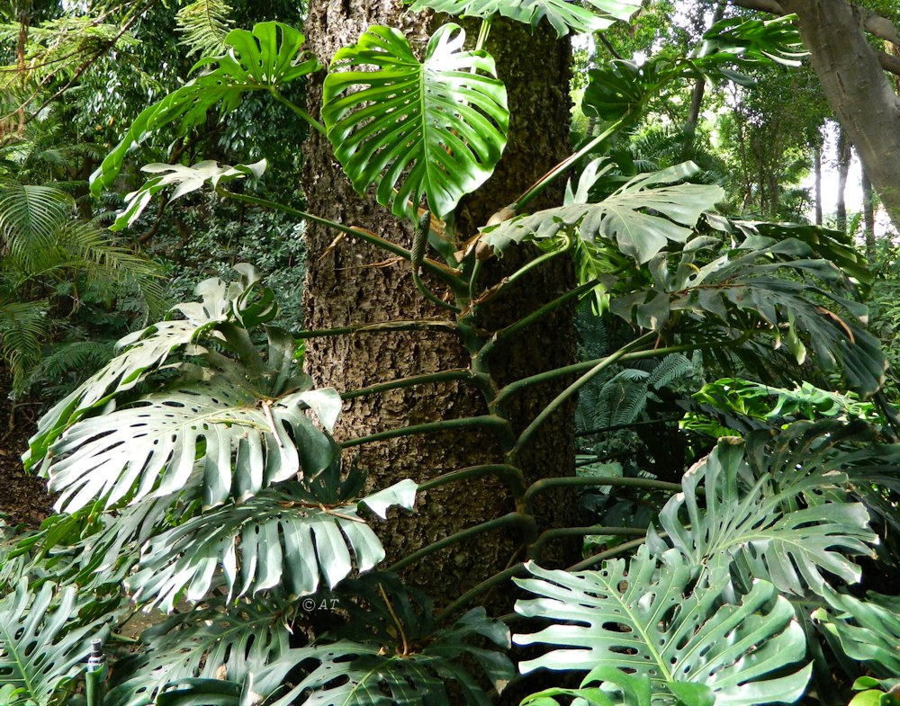 Image of Monstera deliciosa specimen.