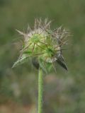 Lomelosia brachiata