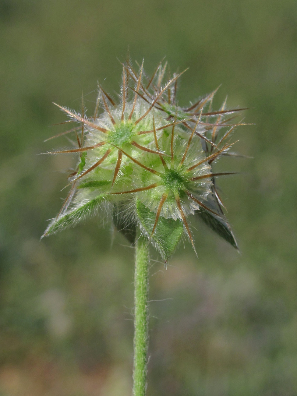 Image of Lomelosia brachiata specimen.