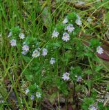 род Euphrasia