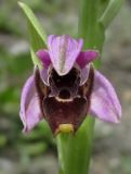 Ophrys oestrifera. Цветок. Краснодарский край, м/о город-курорт Сочи, окр. с. Монастырь, просека под ЛЭП. 12 июня 2017 г.