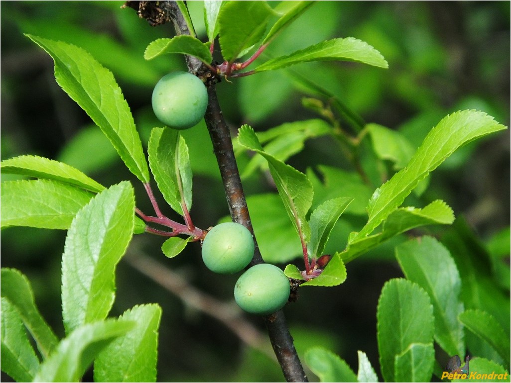 Image of Prunus spinosa specimen.