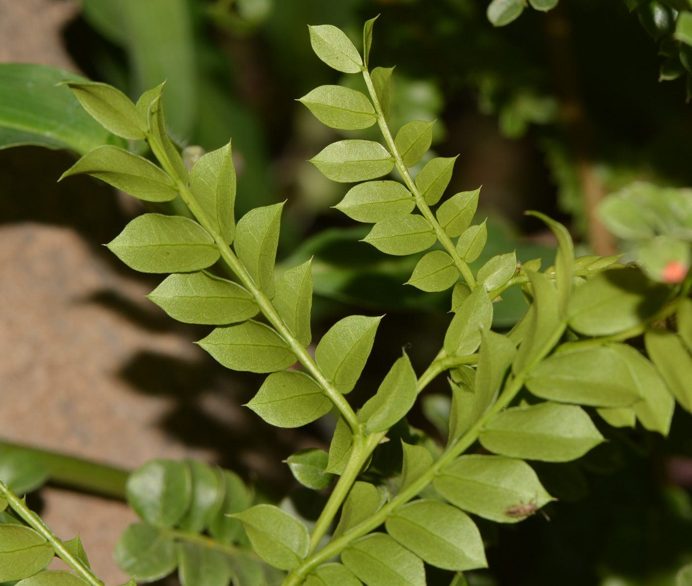 Image of Schotia afra specimen.