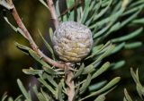 Leucadendron galpinii