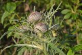 Cirsium polonicum