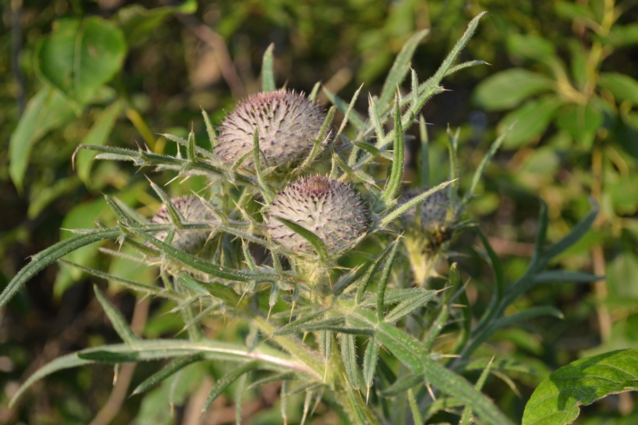 Image of Cirsium polonicum specimen.