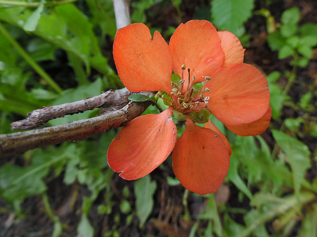 Image of Chaenomeles japonica specimen.