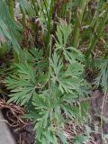 Aconitum &times; stoerkianum