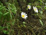Leucanthemum vulgare
