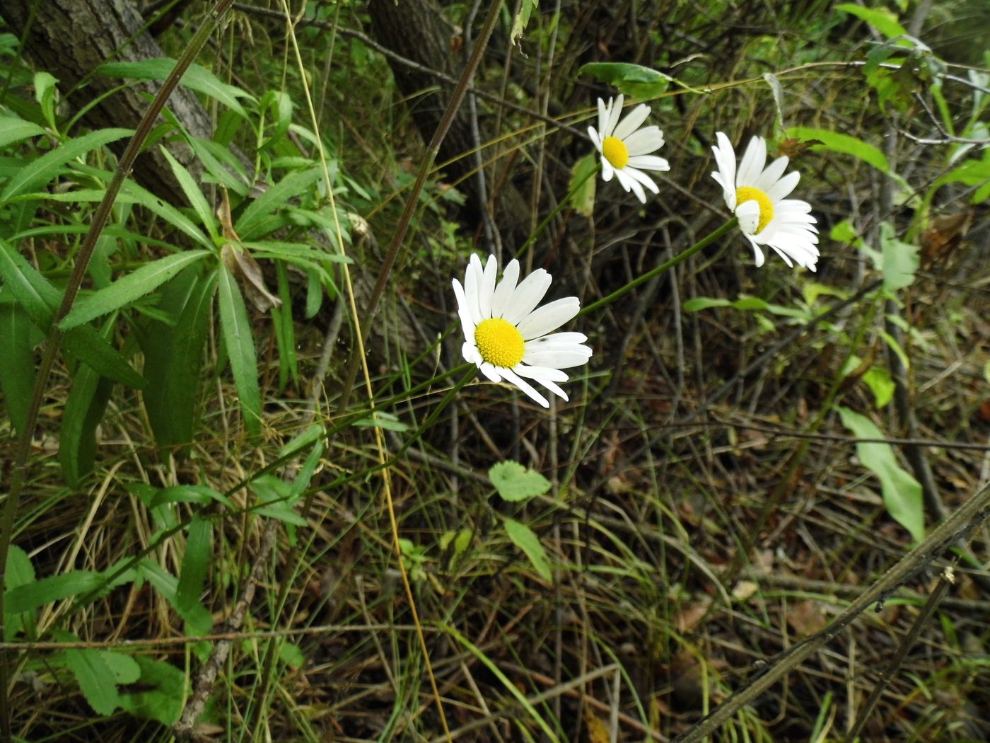 Image of Leucanthemum vulgare specimen.