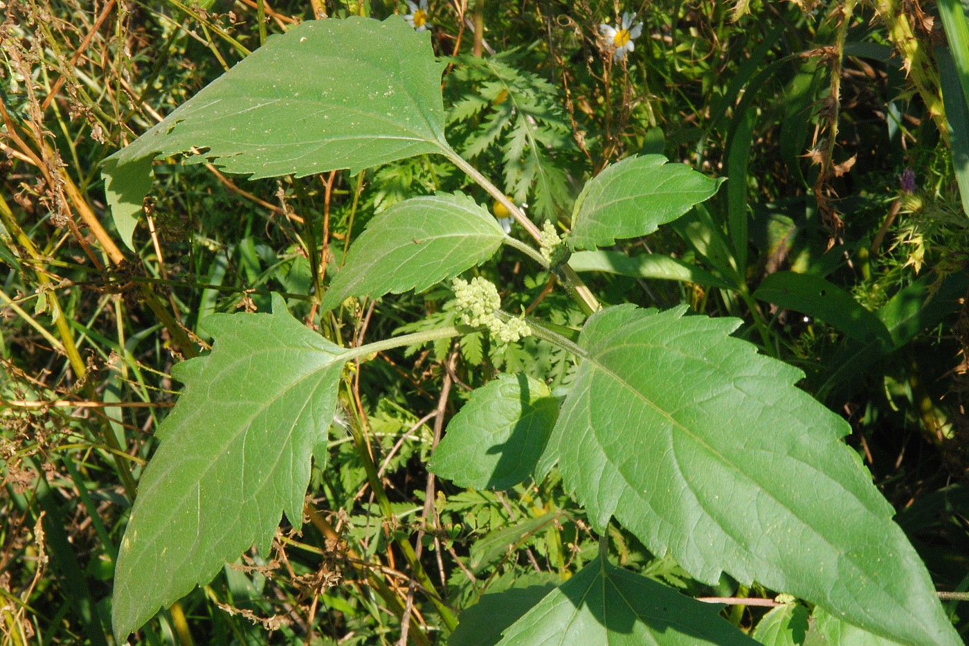 Image of Cyclachaena xanthiifolia specimen.