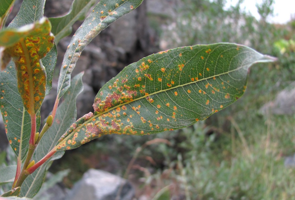 Изображение особи Salix pantosericea.