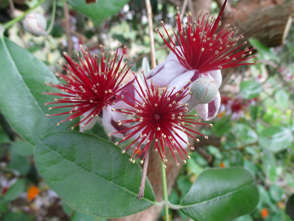 Image of Acca sellowiana specimen.