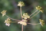 Bupleurum longifolium subspecies aureum. Соплодие. Алтай, окр. п. Манжерок, сосняк на г. Черепан. 26.08.2009.