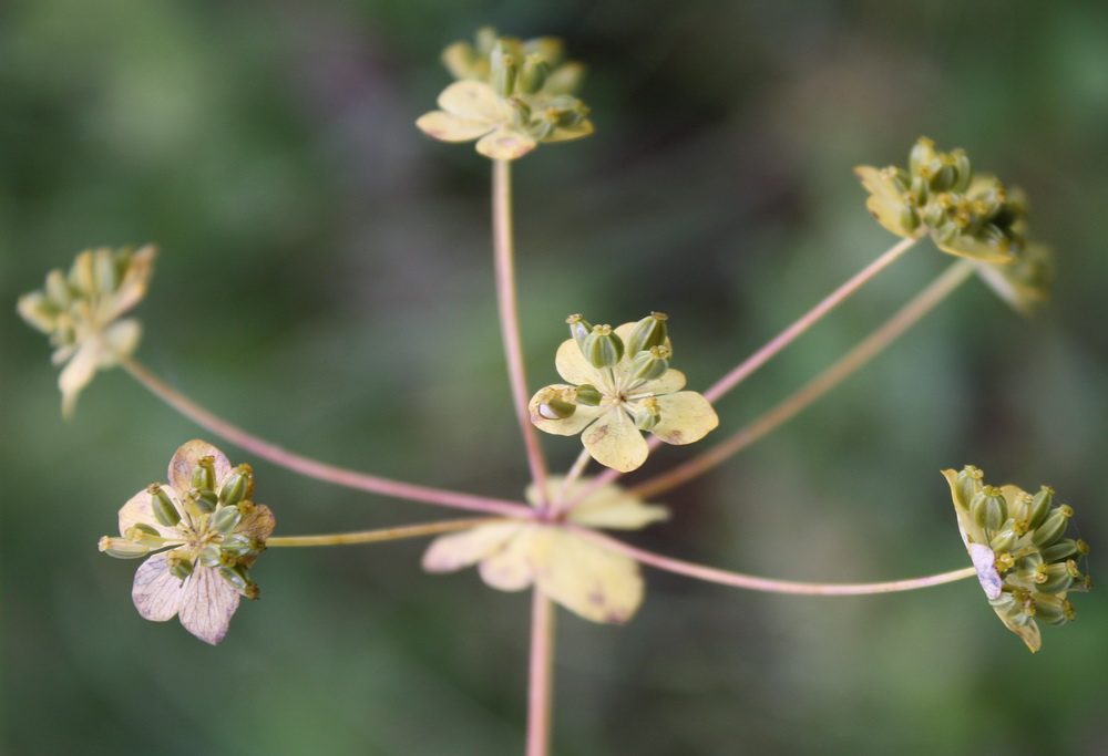 Изображение особи Bupleurum longifolium ssp. aureum.