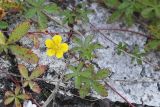 Potentilla reptans