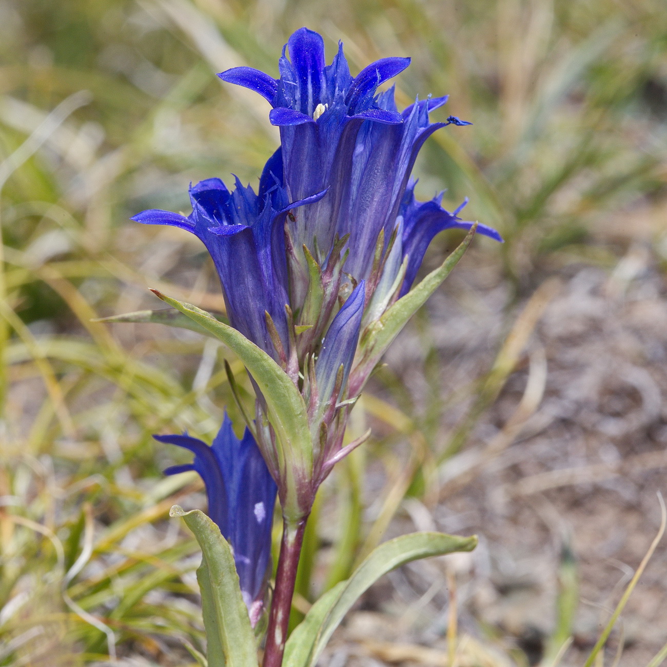 Image of Gentiana kirilowii specimen.