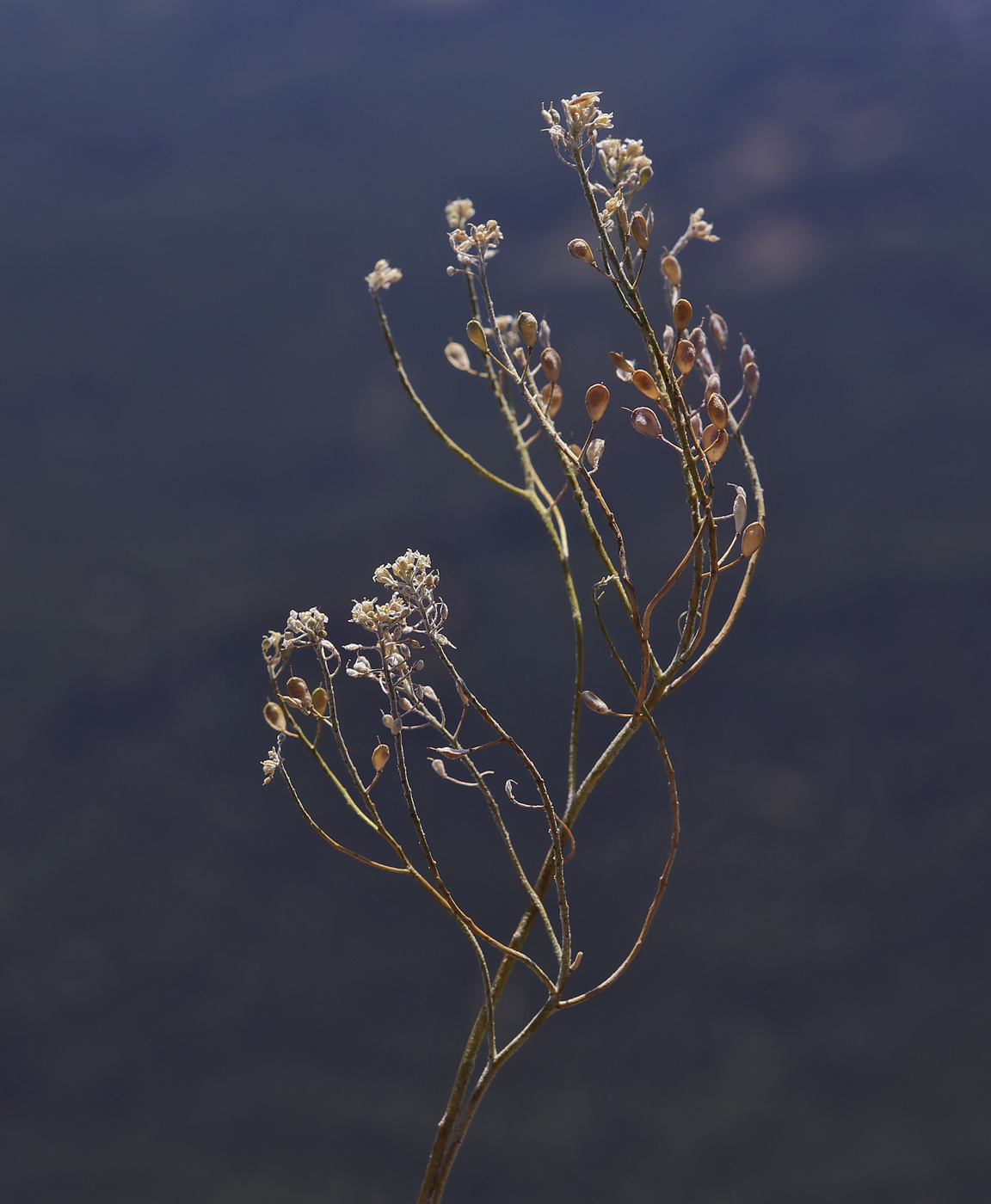 Image of Odontarrhena tortuosa specimen.