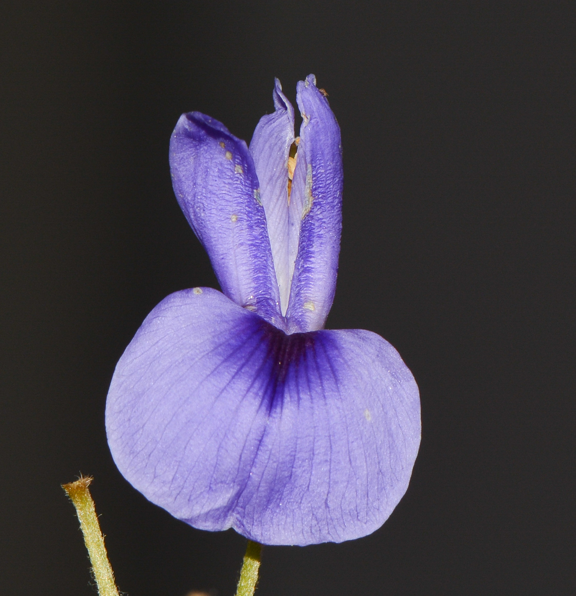 Изображение особи Bolusanthus speciosus.