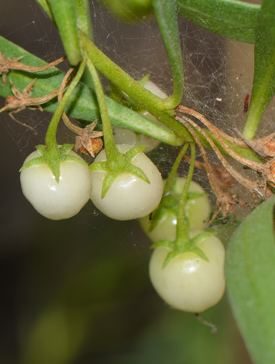 Image of Myoporum parvifolium specimen.