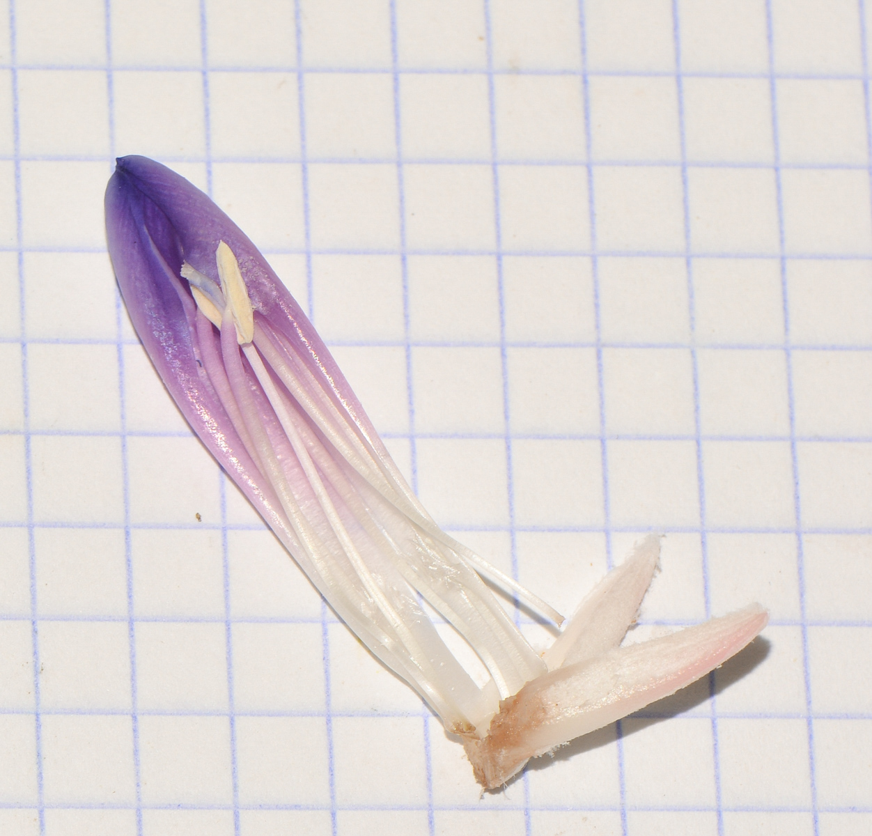 Image of Aechmea fasciata specimen.