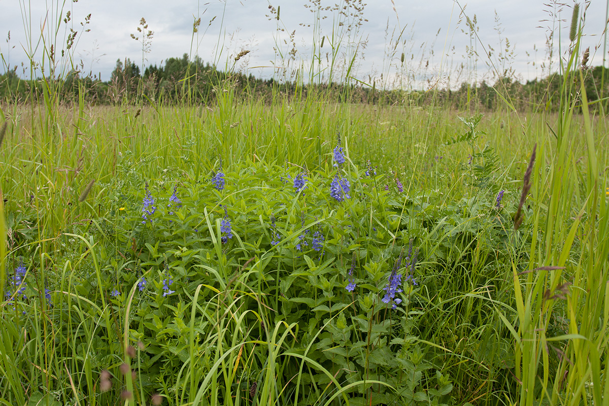 Image of Veronica teucrium specimen.