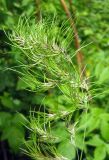 Poa bulbosa ssp. vivipara