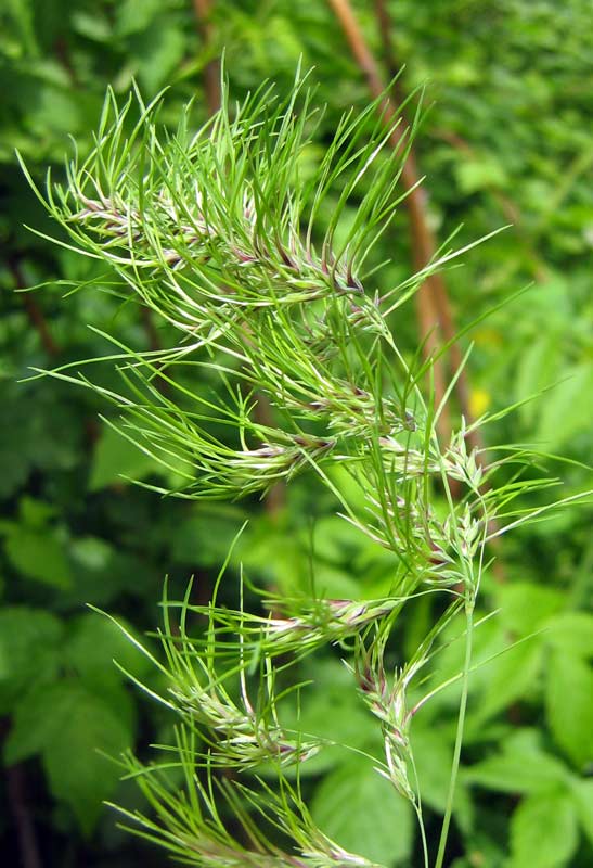 Изображение особи Poa bulbosa ssp. vivipara.