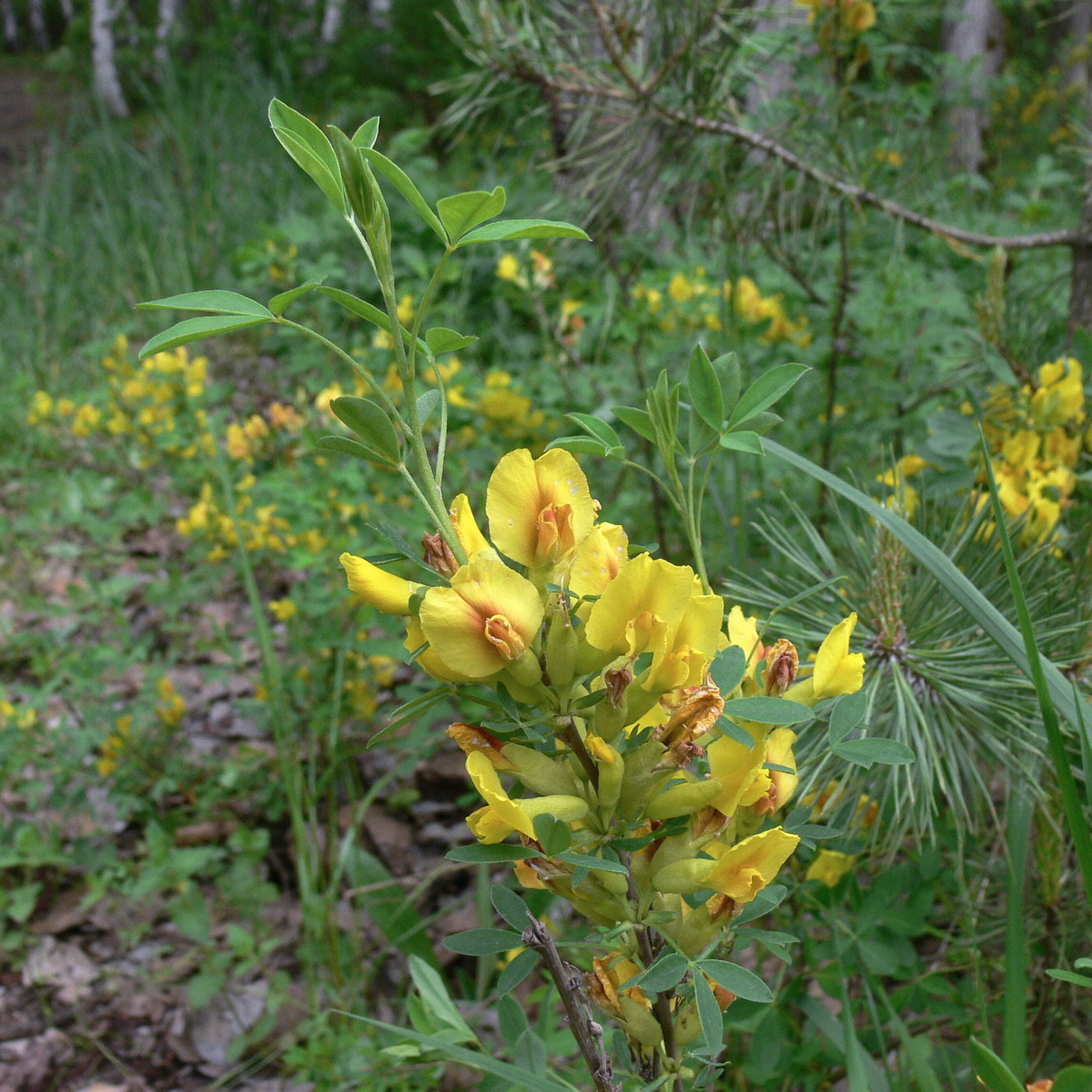 Изображение особи Chamaecytisus ruthenicus.